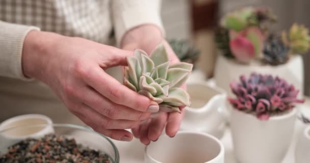Donna Che Prepara Echeveria Taglio Delle Radici Succulente Trapianto Vaso — Video Stock