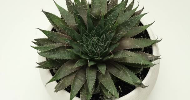 Aloe Aristata Succulent Plant White Pot Rotating Platform — Stock Video