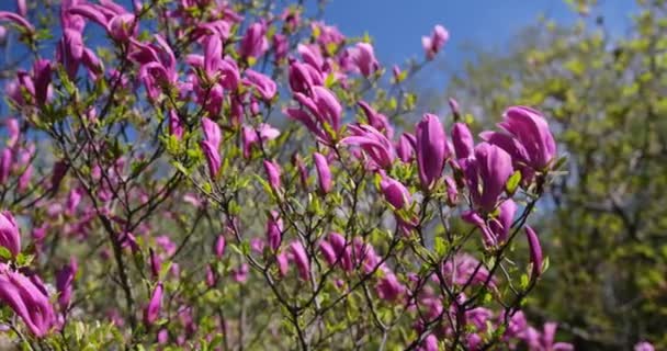 Pierwsza Wiosna Tender Kwitnące Drzewa Magnolii Różowe Kwiaty Wiosnę Słoneczny — Wideo stockowe