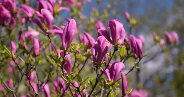První Jaro Tender Kvetoucí Magnólie Strom Růžové Květy Jaře Slunečný — Stock video