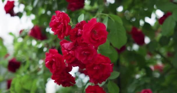 Bellissimo Cespuglio Rose Rosse Fresche Fiore Giardino Nella Calda Giornata — Video Stock