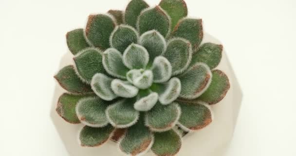 Echeveria Plante Succulente Pot Céramique Blanche Sur Une Plate Forme — Video