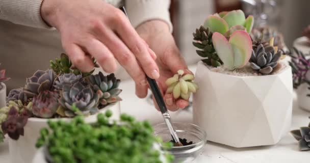 妇女用木炭粉刷新切割的Echeveria Succulent室内植物 — 图库视频影像