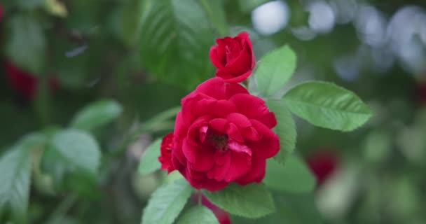 Belo Arbusto Rosas Vermelhas Frescas Florescendo Jardim Dia Quente Verão — Vídeo de Stock