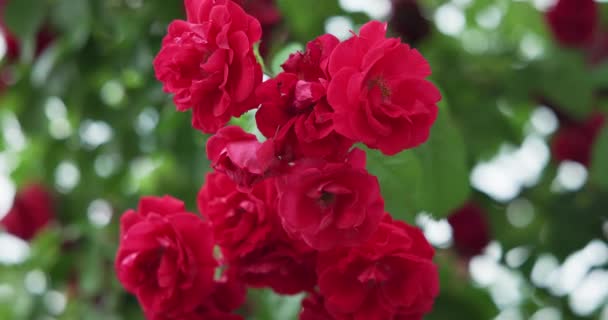 Gyönyörű Bokor Friss Vörös Virágzó Rózsák Kertben Forró Nyári Napon — Stock videók