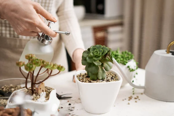 Wanita Penyemprotan Pot Berair Aeonium Succulent Dalam Pot Keramik Putih — Stok Foto