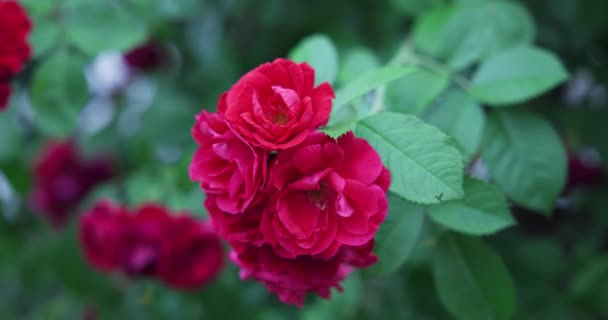 Belo Arbusto Rosas Vermelhas Frescas Florescendo Jardim Dia Quente Verão — Vídeo de Stock