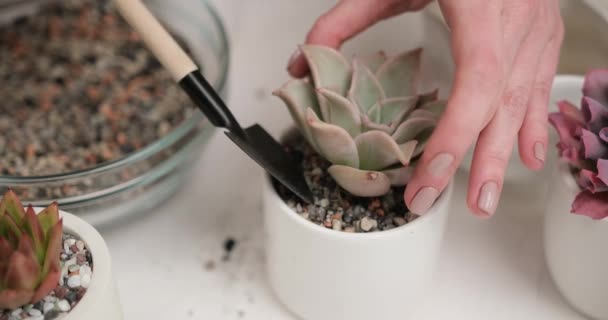 Woman Putting Soil Ceramic Pot Echeveria Succulent Rooted Cutting Transplantation — Stock Video