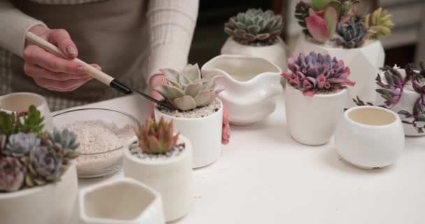 Kvinna Som Lägger Jord Keramik Kruka För Echeveria Succulent Rotad — Stockvideo
