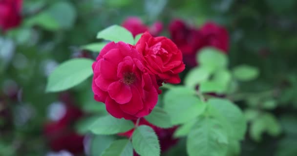 Piękny Krzew Świeżych Czerwonych Róż Kwitnących Ogrodzie Gorący Letni Dzień — Wideo stockowe