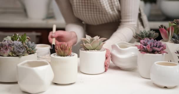 Kvinna Som Lägger Jord Keramik Kruka För Echeveria Succulent Rotad — Stockvideo