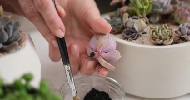 Femme Brossage Fraîchement Coupé Echeveria Succulente Plante Maison Avec Une — Video
