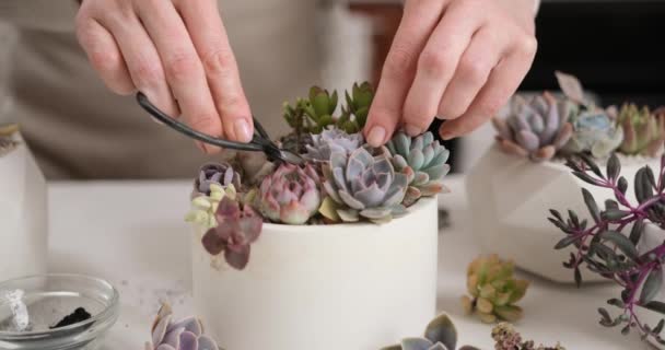 Woman Cutting Echeveria Succulent House Plant Pot Mini Secateurs — Stock Video