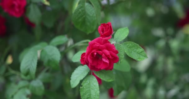 Prachtige Struik Van Frisse Rode Bloeiende Rozen Een Tuin Hete — Stockvideo