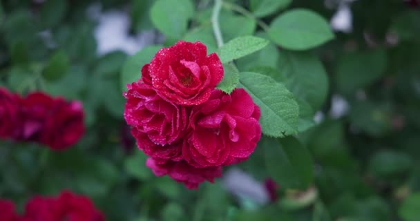 Красивий Кущ Свіжих Червоних Квітучих Троянд Саду Спекотний Літній День — стокове відео