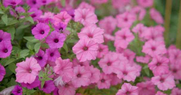 Leuchtend Rosa Magenta Weiße Petunienblüten Nahaufnahme Freien — Stockvideo