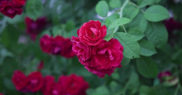Prachtige Struik Van Frisse Rode Bloeiende Rozen Een Tuin Hete — Stockvideo
