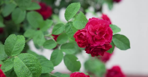 Hermoso Arbusto Rosas Rojas Frescas Flor Jardín Caluroso Día Verano — Vídeo de stock