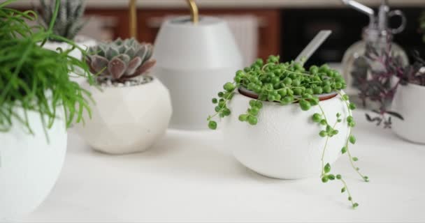 Potted Senecio Rowley Huis Plant Witte Keramische Pot Andere Sappige — Stockvideo
