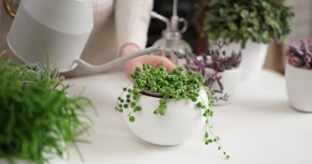 Topfpflanze Senecio Rowley Weißem Keramiktopf Und Anderen Sukkulenten Pflanzen Auf — Stockvideo