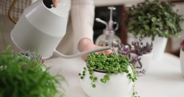 Potted Senecio Rowley House Plant White Ceramic Pot Other Succulent — Stock Video