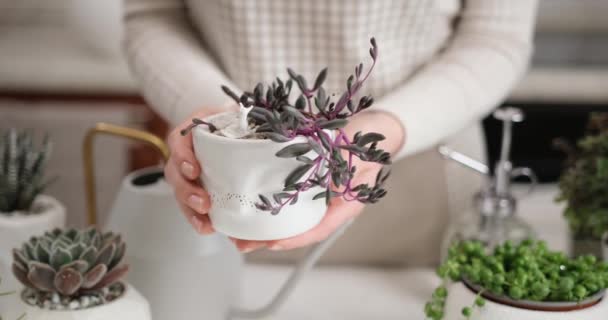 Vrouw Met Potted Othonna Capensis Huisplant Witte Keramische Pot — Stockvideo