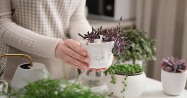 Woman Holding Potted Othonna Capensis House Plant White Ceramic Pot — Stock Video