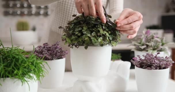 Mulher Cortando Callisia Potted Planta Casa Humano Como Plantador Flores — Vídeo de Stock