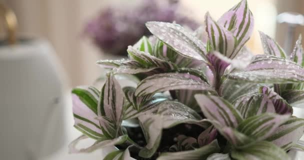 Macro Shot Tradescantia Pink Clone Potted Plant Water Drops Indoors — Stock Video