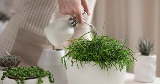 Vrouw Water Geven Potted Ripsalis Huisplant Witte Keramische Pot Een — Stockvideo