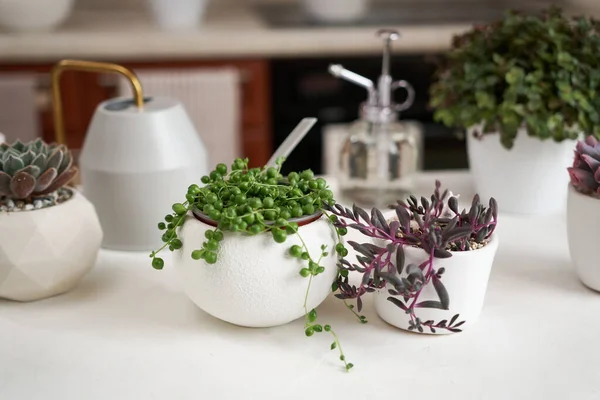Doniczkowy Dom Senecio Rowley Roślin Białym Garnku Ceramicznym Innych Soczystych — Zdjęcie stockowe