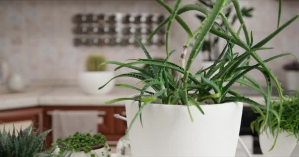 Roślina Doniczki Aloesu Aloes Aristata Ripsalis Stole Pomieszczeniach — Wideo stockowe