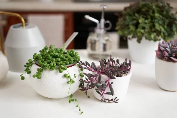 Senecio Rowley 家的盆栽 用白色陶瓷罐和其他肉质植物制成 放在室内桌子上 — 图库照片