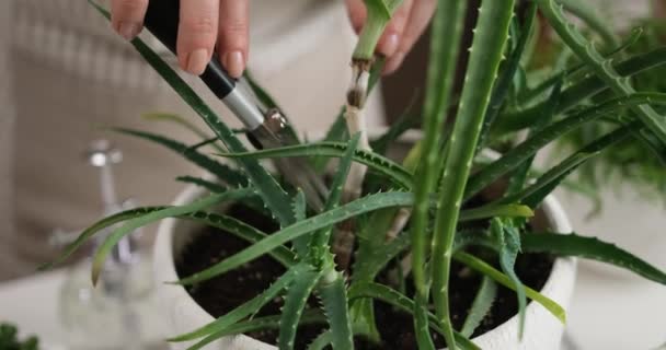 Wanita Memotong Tanaman Aloe House Potted Dengan Secateurs — Stok Video
