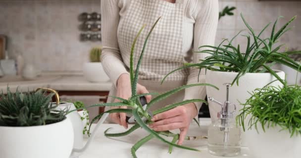 Frau Schneidet Aloe Haus Pflanze Mit Gartenschere — Stockvideo