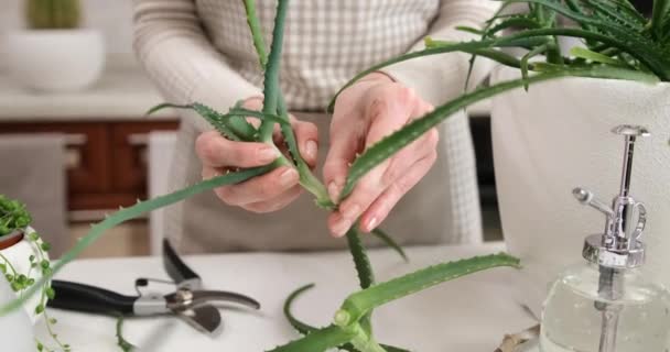 Woman Holding Freshly Made Aloe House Plant Cutting — Stock Video