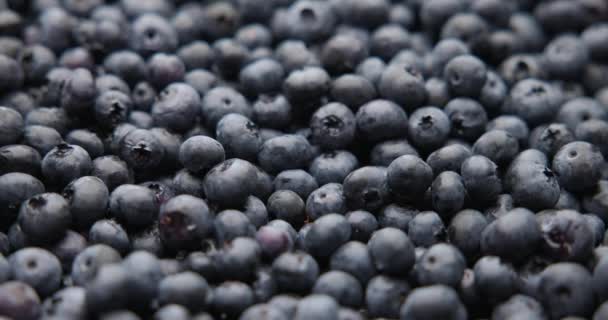 Healthy Organic Juicy Blueberry Fruit Berrie Macro Fondo — Vídeos de Stock