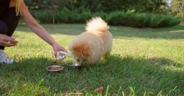 Happy Little Cute Fluffy Pedigree Pomeranian Dog Πόσιμο Νερό Από — Αρχείο Βίντεο