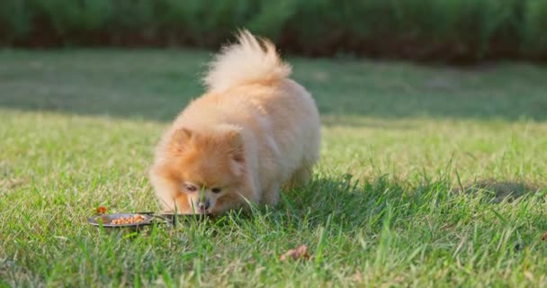 快乐的小可爱毛绒绒血统的波美拉尼亚犬在公园的草坪上用碗里的水喝水 Dci 2X慢动作 — 图库视频影像