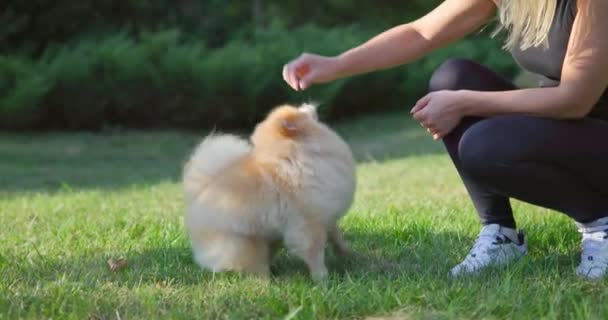 Žena Krmení Little Happy Cute Fluffy Pedigree Pomeranian Dog Venkovní — Stock video