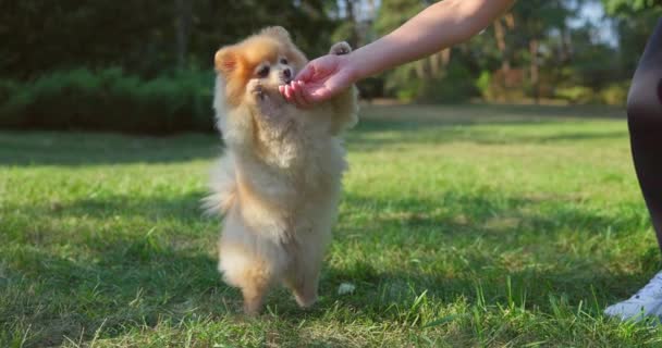 Woman Feeding Little Happy Cute Fluffy Pedigree Pomeranian Dog Outdoor — Stock Video