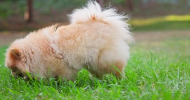 Happy Little Cute Fluffy Pedigree Pomeranian Dog Walking Outdoor Park — Stock Video