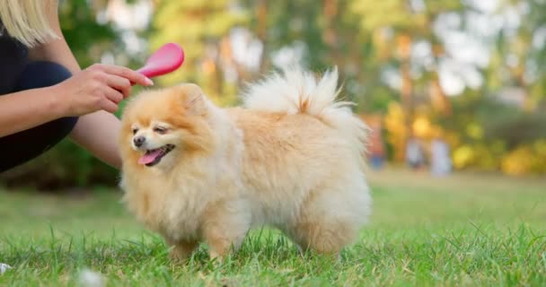 Žena Kartáčování Její Šťastný Malý Roztomilý Nadýchaný Rodokmen Pomeranian Pes — Stock video