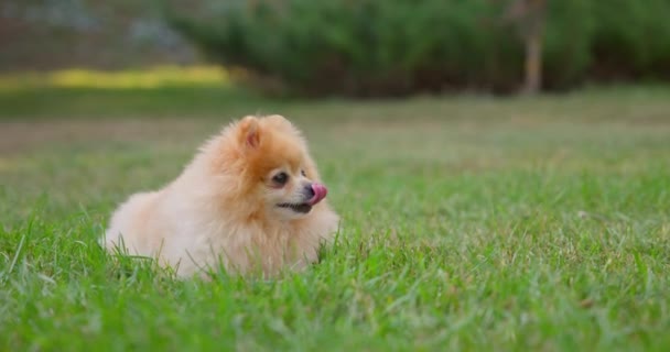 Happy Little Cute Fluffy Pedigree Pomeranian Dog Laying Resting Outdoor — Stock Video
