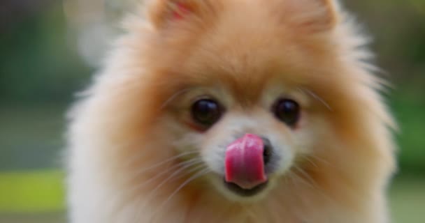 Happy Little Cute Fluffy Pedigree Pomeranian Dog Procházky Venku Parku — Stock video