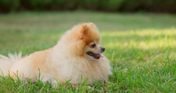Happy Little Cute Pedigree Fofo Pomeranian Dog Que Descansa Livre — Vídeo de Stock