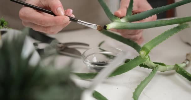 Frau Hält Frisch Gemachte Aloe Haus Pflanze Zum Schneiden Und — Stockvideo