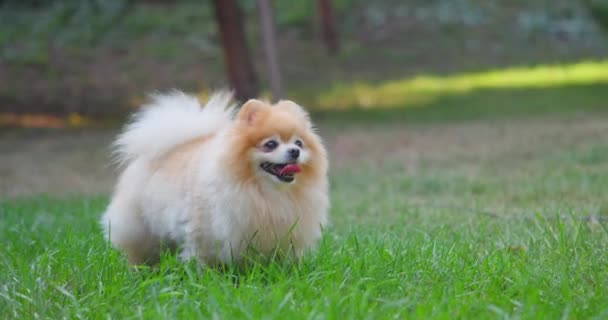 Happy Little Cute Fluffy Pedigree Pomeranian Dog Laying Resting Outdoor — Stock Video