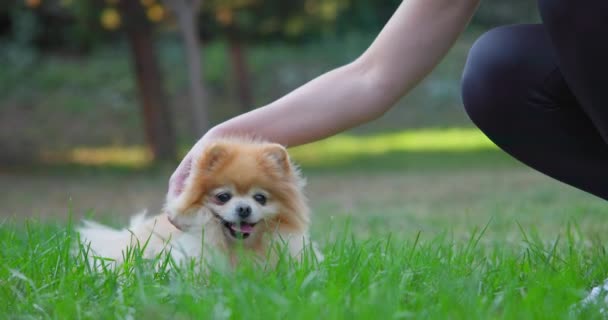 Γυναίκα Χαϊδεύει Ένα Χαρούμενο Μικρό Χαριτωμένο Χνουδωτό Σκυλάκι Pomeranian Ξαπλωμένος — Αρχείο Βίντεο