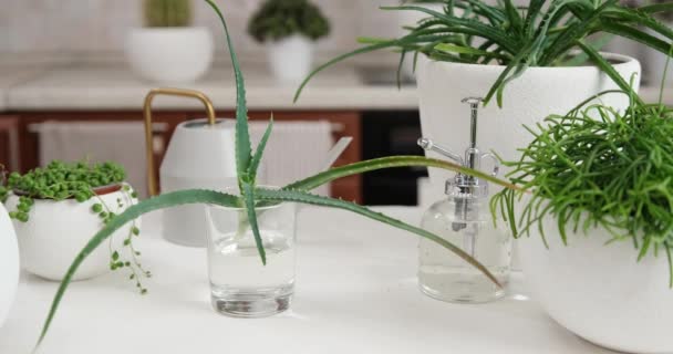 Frisch Gemachte Aloe House Pflanze Schneiden Einem Glas Mit Wasser — Stockvideo